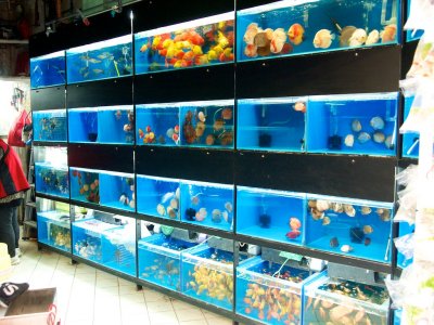 Asias answer to the Shedd aquarium