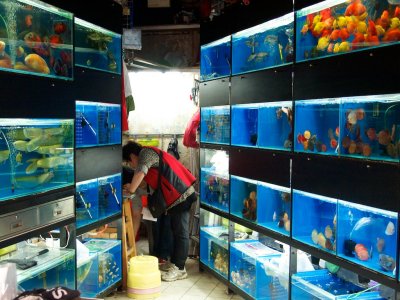 Sleeping with the fishes