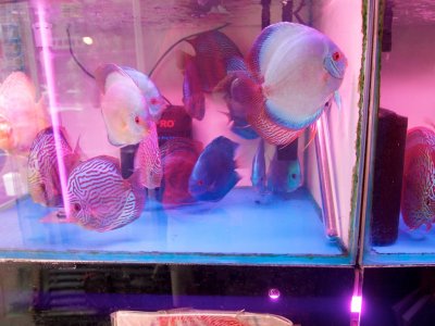 Flatfish