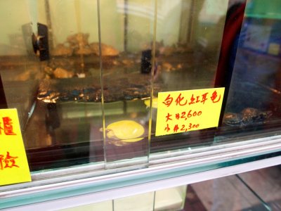Albino turtle