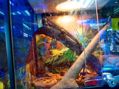 Spot the chameleon?