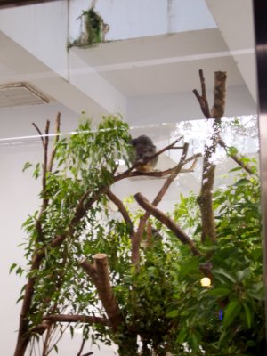 Resting koala