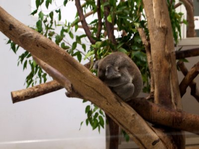 Wake up goddamit koala