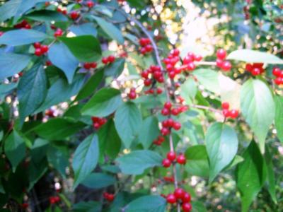 Tropical berries