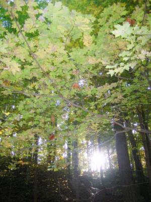Fern light