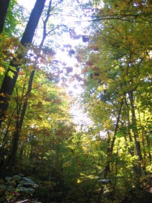 Walk in the woods