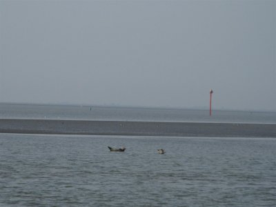 Zeehonden