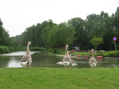 Ganzen bij 't Geertje