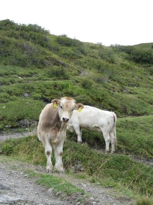 Nieuwsgierige koe bij  Col de Coux