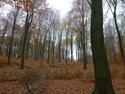 Bossen bij Dieren