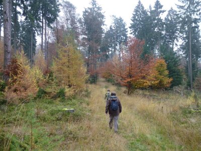 Bossen bij Dieren