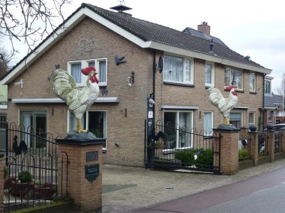 Rode Haan Veenendaal