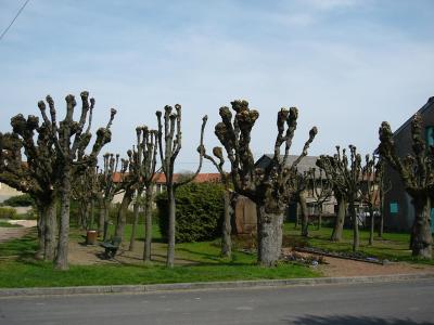 oorlogsmonument in Marsal