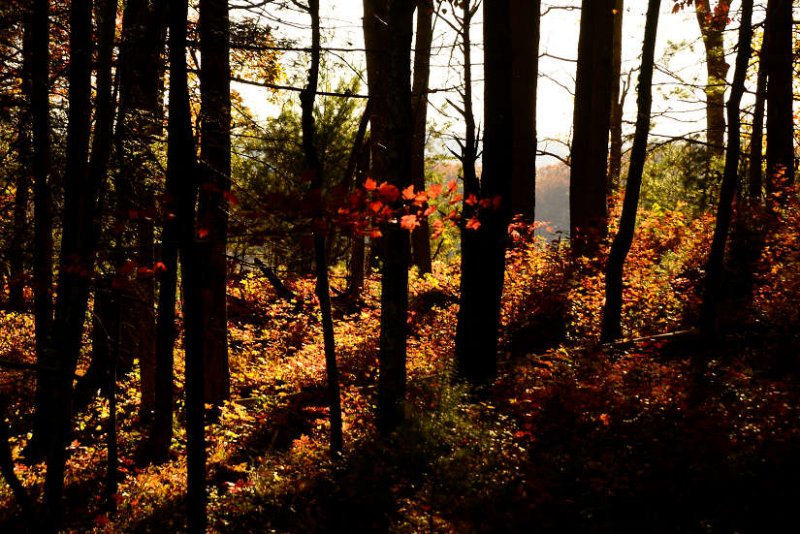 Shadows &  Colors