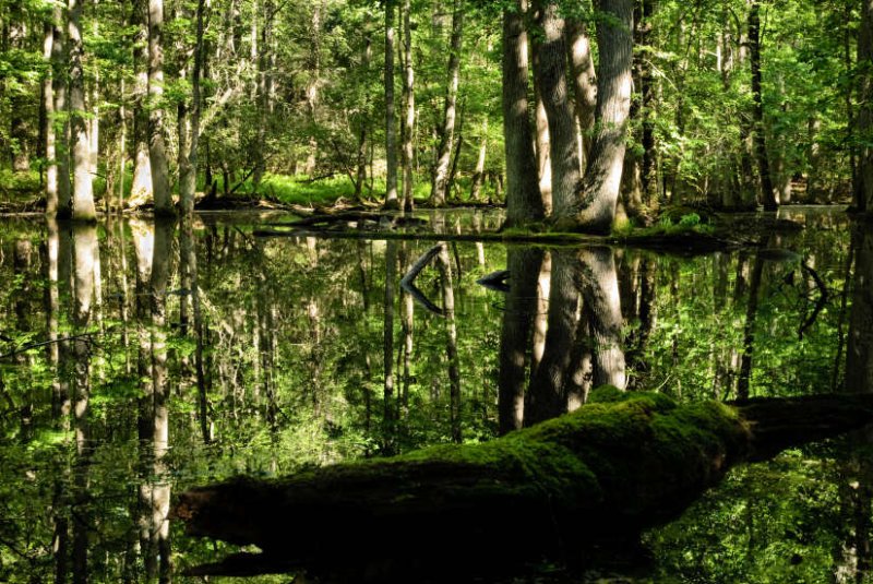 Gum Stand Pond 