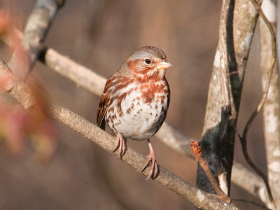  Fox Sparrow 