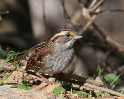 White Throated Sparrow