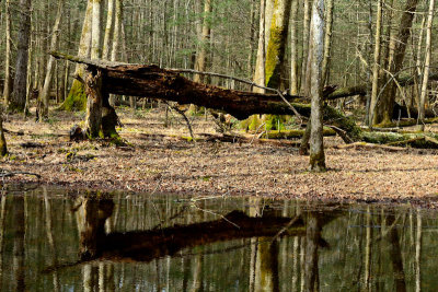 If A Tree Falls In The Forest, Does Its Reflection Make A Splash?