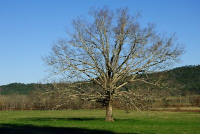 My Favorite Oak