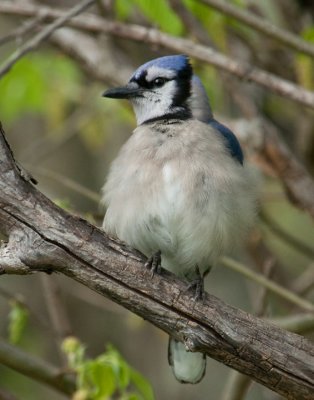 All Puffed Up