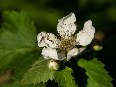 Blackberry Blossom