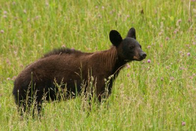 Strange Bear. A Black Bear That Is Neither Black Nor Furry. 