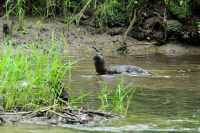 Otter