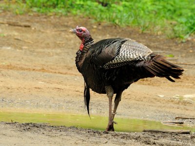  Wild Turkey