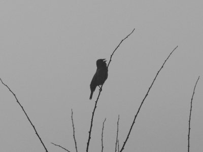 Meadowlark In The Mist