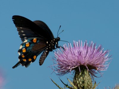 Swallowtail & Thistle