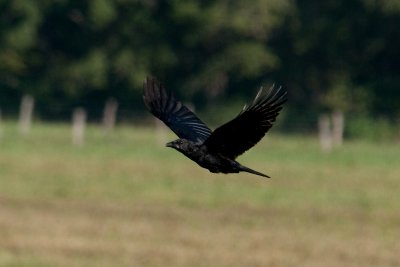 Crow In Flight