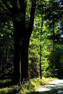 Too Green
