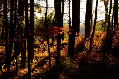 Shadows & Colors