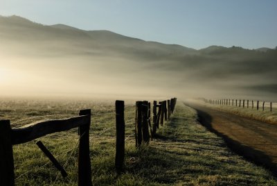 Fog Row