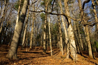 The Woods