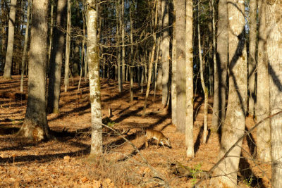 Doe In The Woods