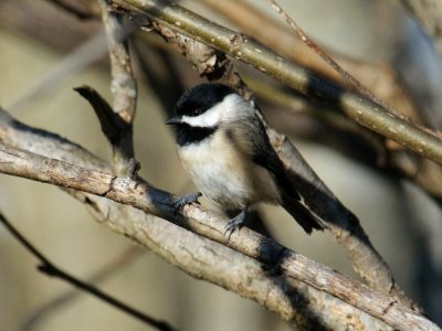  Chickadee 