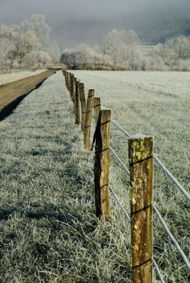 Fenced In Frost