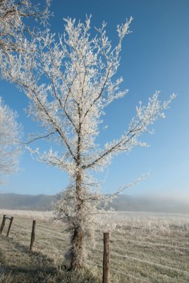 Frosty Branches