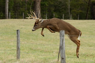 10 Pointer Fence Jump Series