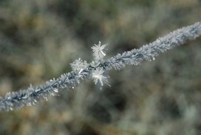 Frosty Barbed Wire