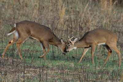 JPG CS 1 Buck Fight -4996.jpg