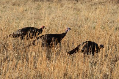 Three Turkeys 