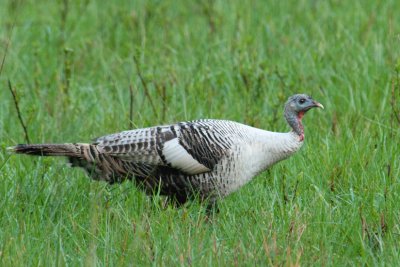 White Turkey