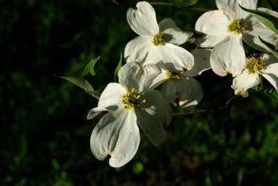  Dogwoods