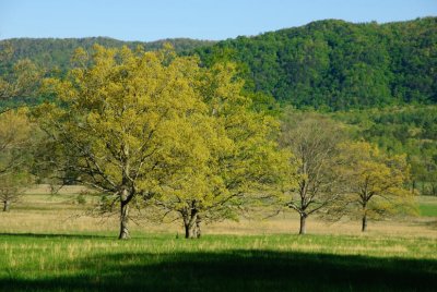 Spring Greens