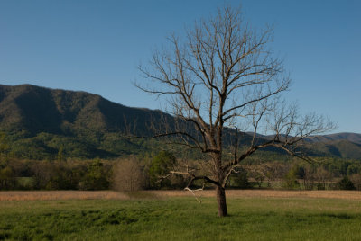 Lone Tree Morning
