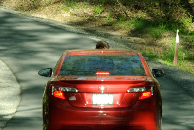 Sunroof Lookout