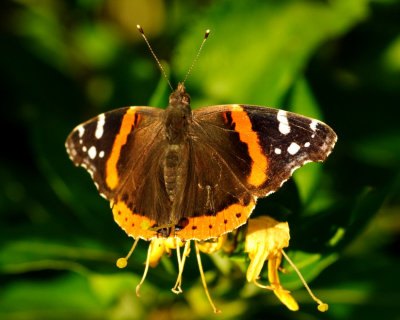 Fritillary On Honeysuckle