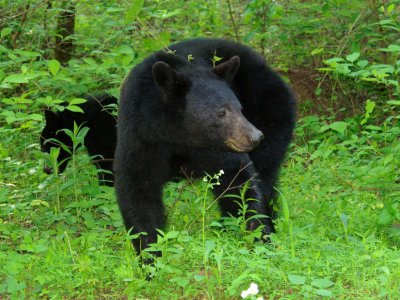  Mama Bear & Her Cub 